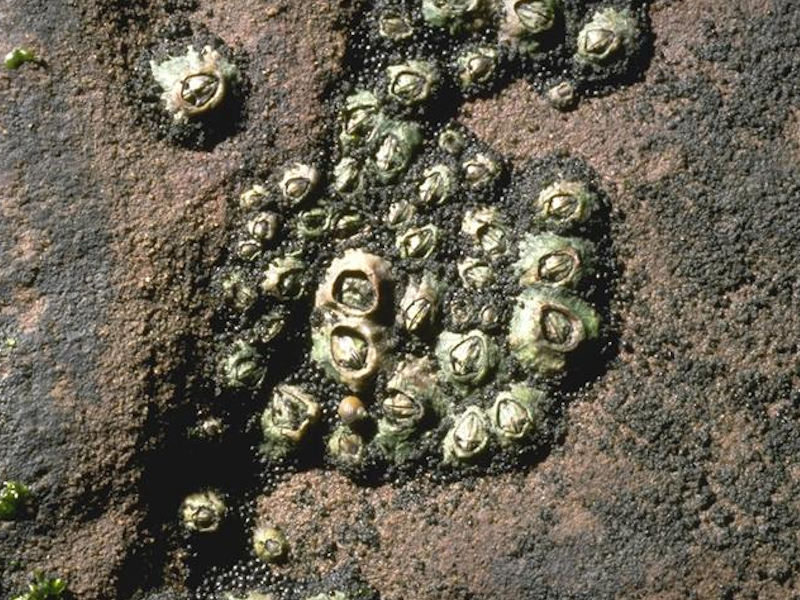 Verrucaria maura and sparse barnacles on exposed littoral fringe rock