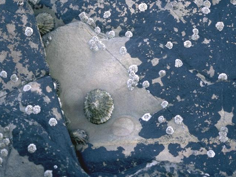 Verrucaria maura and sparse barnacles on exposed littoral fringe rock