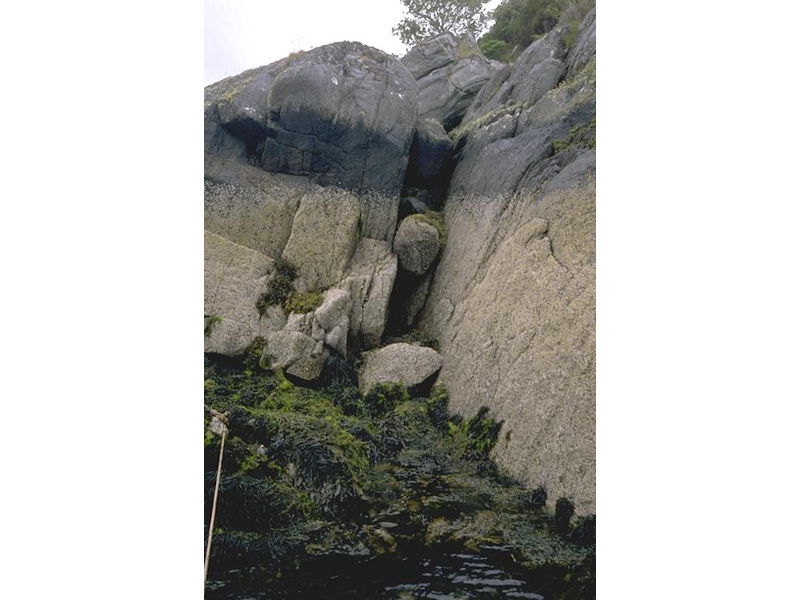 Black band of Verrucaria maura represents black lichen zone on very exposed to very sheltered upper littoral fringe rock