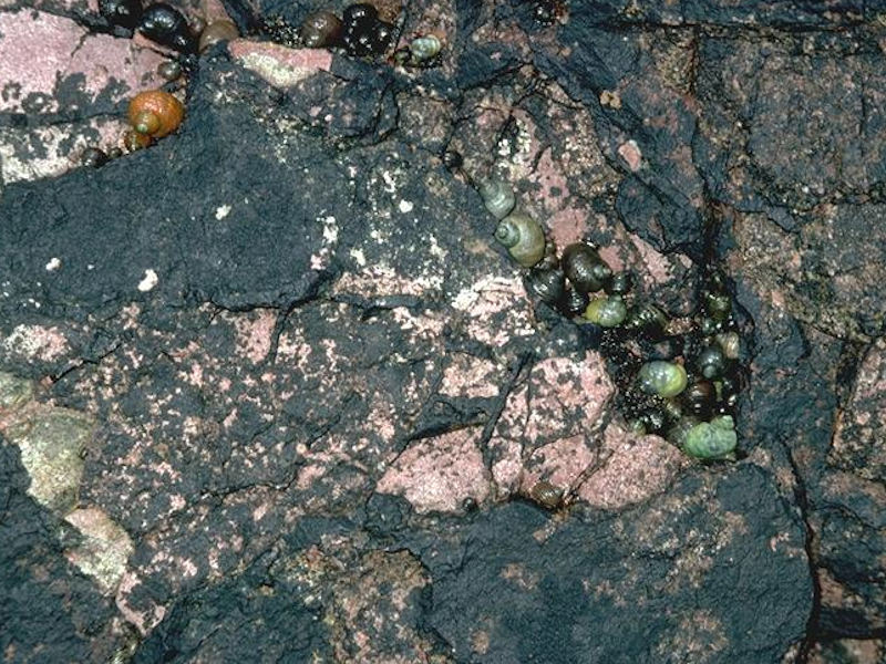 Verrucaria maura on very exposed to very sheltered upper littoral fringe rock with littorinids