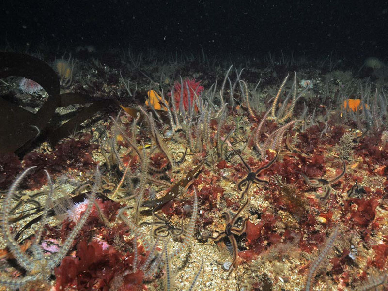 Ophiothrix fragilis and Ophiocomina nigra on sublittoral mixed sediment