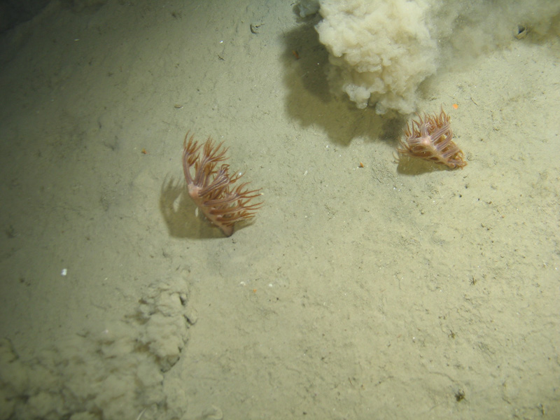 Kophobelemnon field on Altantic mid or upper bathyal mud