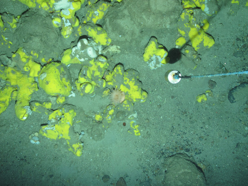 Geodia and other massive sponges on Atlanto-Arctic upper bathyal sediment