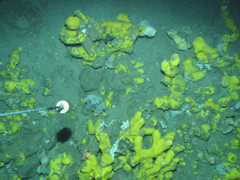 Geodia and other massive sponges on Atlanto-Arctic upper bathyal sediment