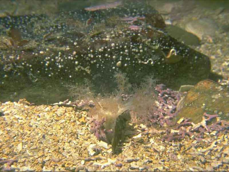 Neopentadactyla mixta and venerid bivalves in circalittoral shell gravel or coarse sand.