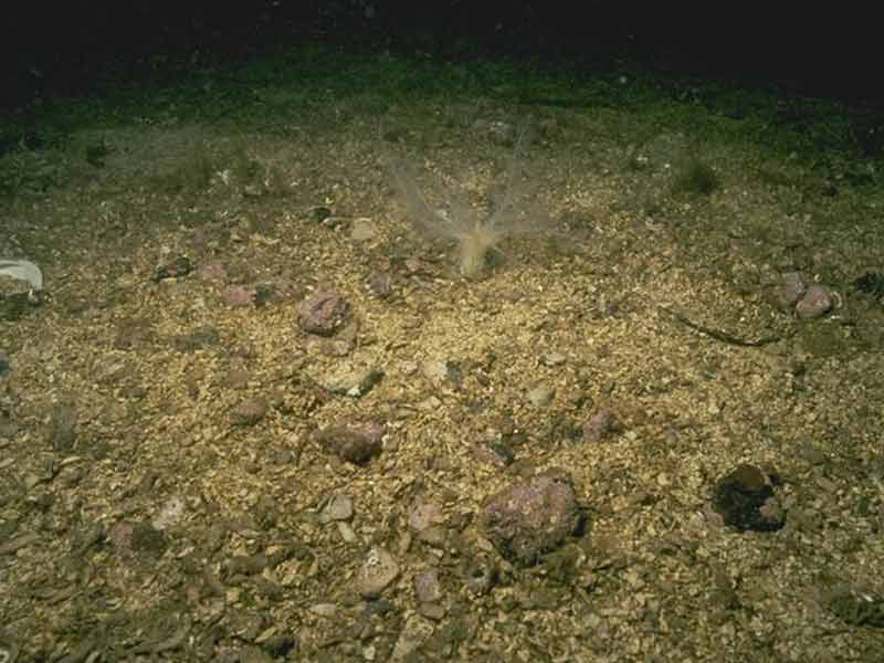 Neopentadactyla mixta and venerid bivalves in circalittoral shell gravel or coarse sand.