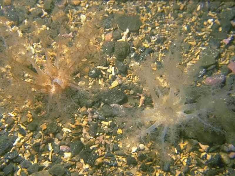 Neopentadactyla mixta and venerid bivalves in circalittoral shell gravel or coarse sand.