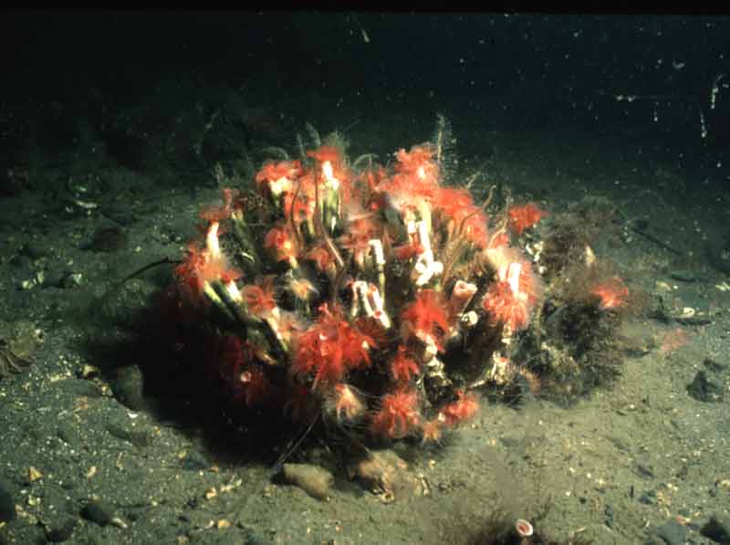 A colony of tube worms forming a small reef, Loch Creran.