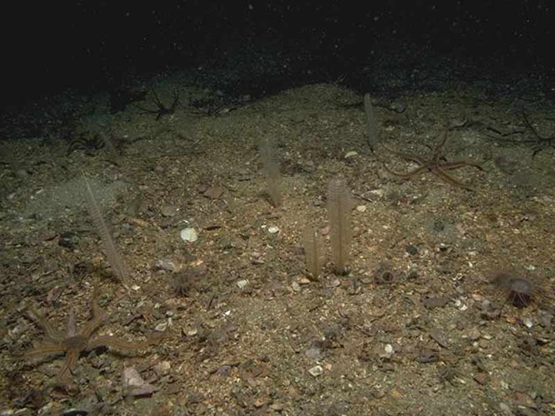 Virgularia mirabilis, Cerianthus lloydii with Ophiocomina nigra on shelly muddy gravel.