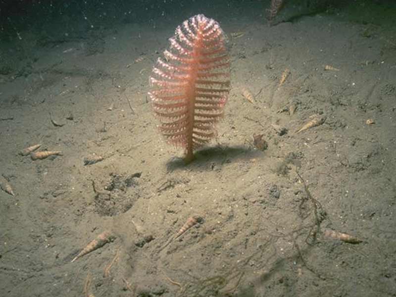 Pennatula phosphorea and Turritella communis in muddy sediment.