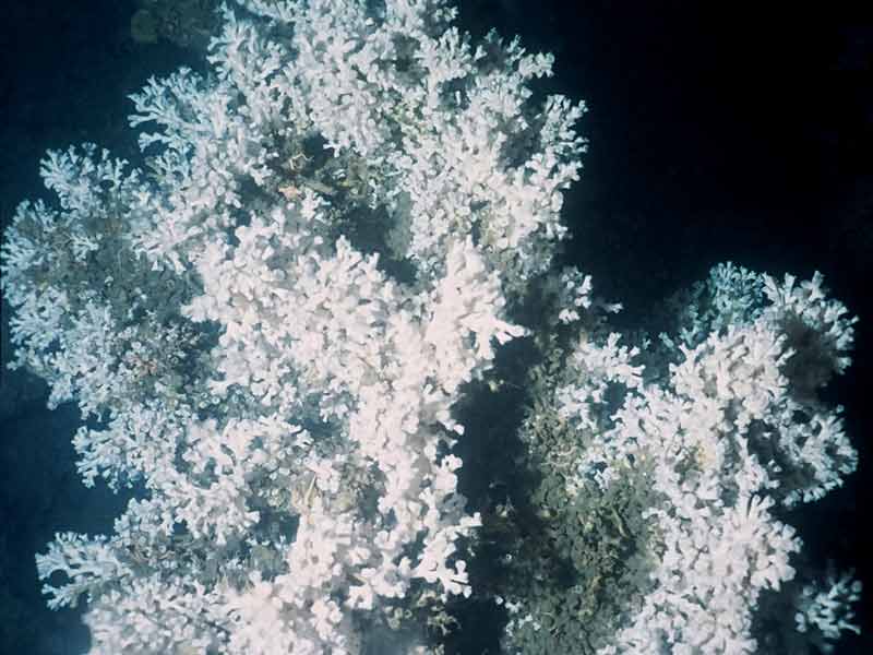 Modal: Section of <i>Lophelia pertusa</i> reef, Mingulay, Scotland.