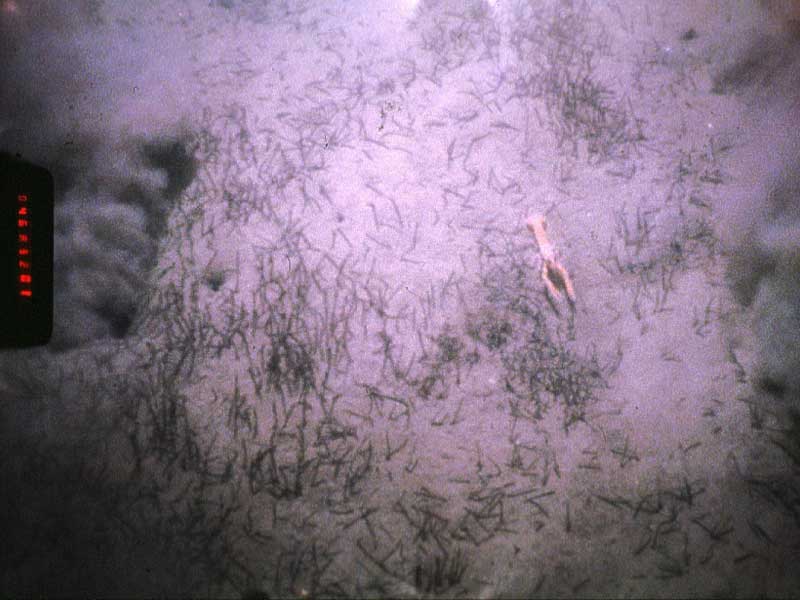 Ampharete falcata turf with Nephrops sp. from the southern edge of the north west Irish Sea.