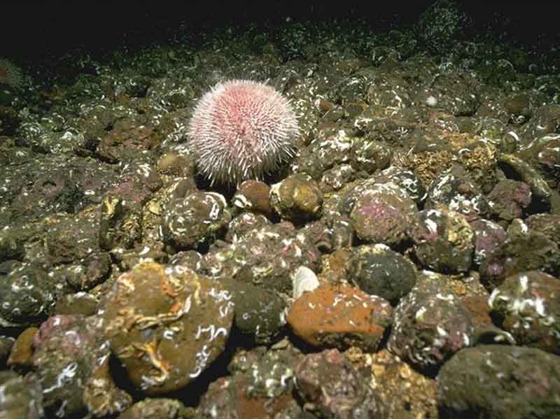 Cobbles with dense Pomatoceros species (ECR.PomByC).