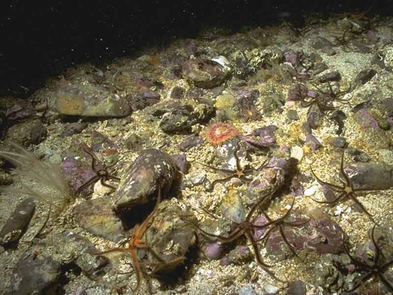 Ophiocomina on cobbles and sediment (ECR.PomByC).