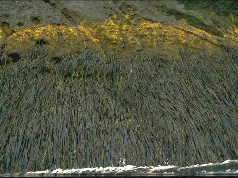 Exposed sublittoral fringe bedrock with Alaria esculenta.