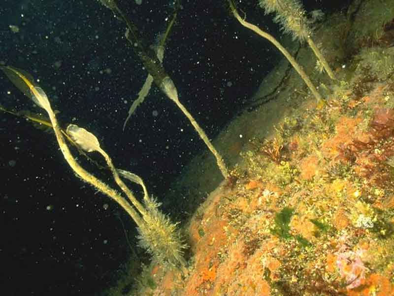 Alaria esculenta forest with dense anemones and sponge crusts on extremely exposed infralittoral bedrock.