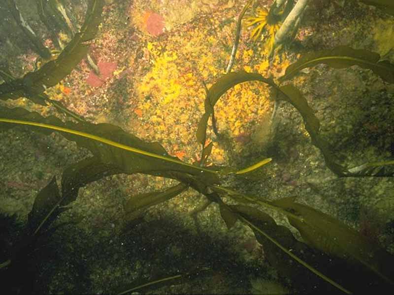 Alaria esculenta forest with dense anemones and sponge crusts on extremely exposed infralittoral bedrock.