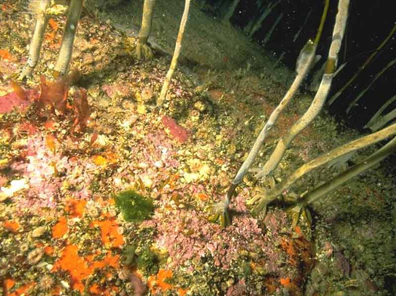 Alaria esculenta forest with dense anemones and sponge crusts on extremely exposed infralittoral bedrock.