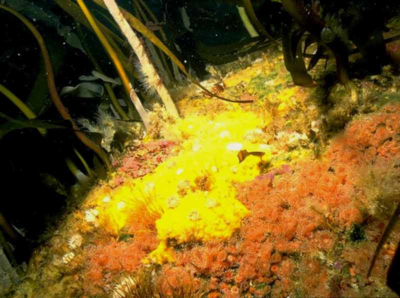 Alaria esculenta forest with dense anemones and sponge crusts on extremely exposed infralittoral bedrock.