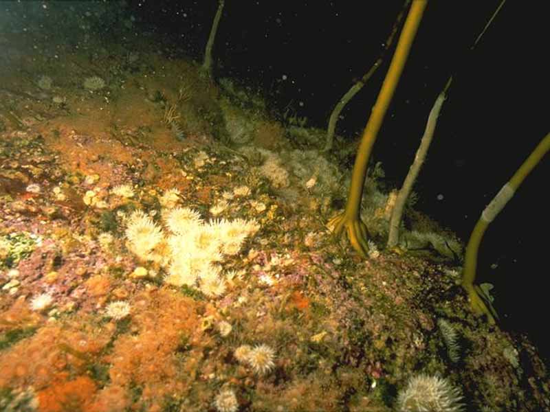 Alaria esculenta forest with dense anemones and sponge crusts on extremely exposed infralittoral bedrock.