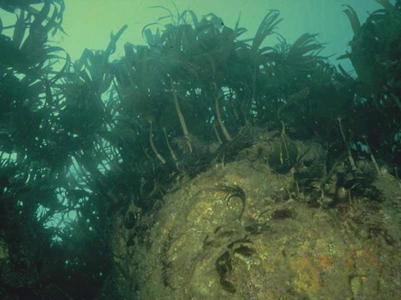 Laminaria hyperborea forest with a faunal cushion (sponges and polyclinids) and foliose red seaweeds on very exposed upper infralittoral rock.