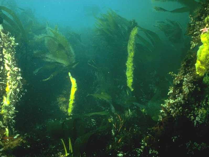 Laminaria hyperborea forest with dense foliose red seaweeds on exposed upper infralittoral rock (EIR.LhypR.Ft).