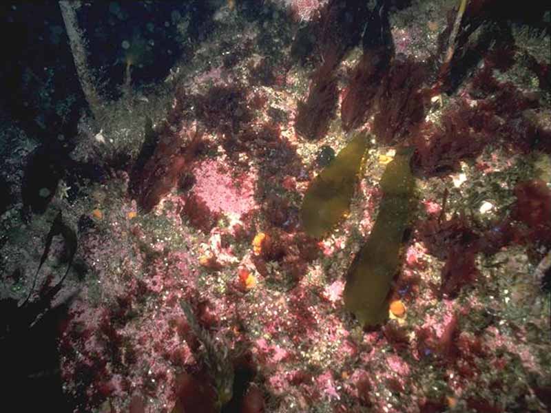 Laminaria hyperborea park with dense foliose red seaweeds on exposed upper infralittoral rock (EIR.LhypR.Pk).