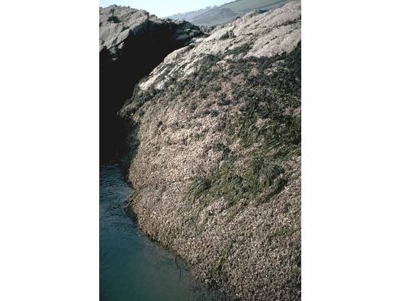 Steep bedrock shore with Corallina officinalis.