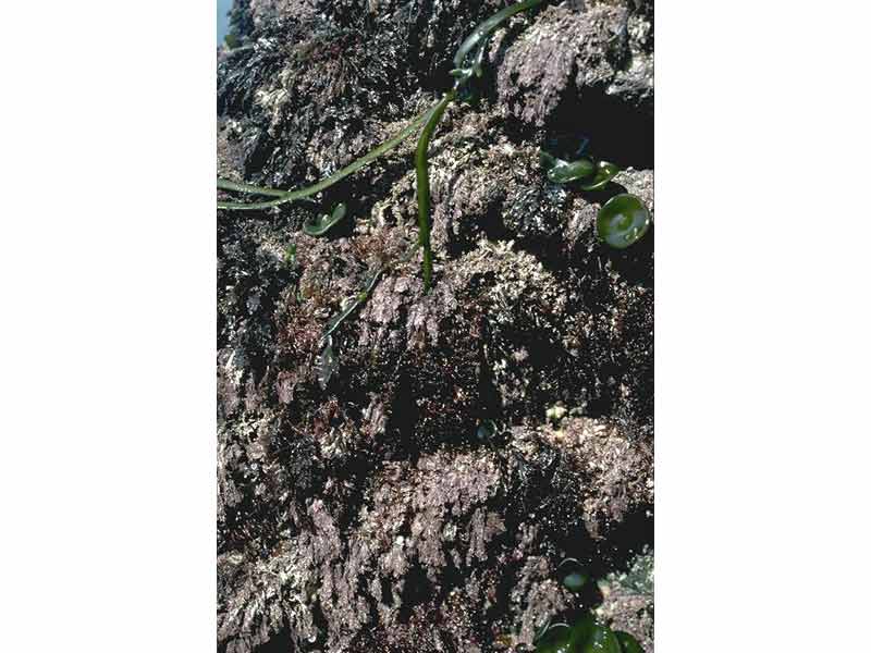 Close up of rock face with Corallina and Himanthalia (ELR.Coff).