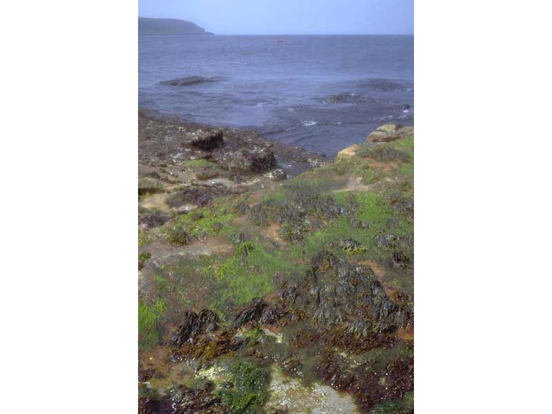 View down shore showing upper shore bedrock with Fucus distichus and green algae.