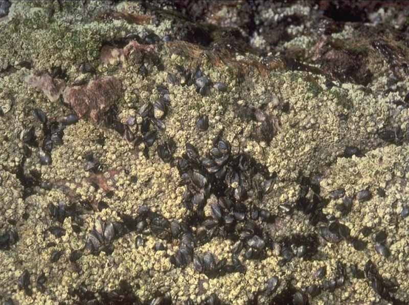 Close view of Mytilus and dense barnacles covering rock surface.