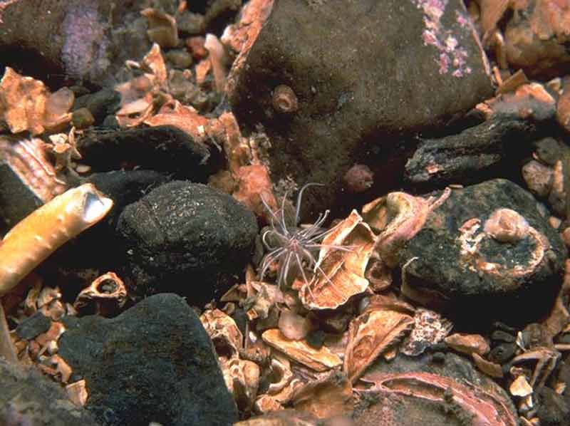 [igs.haledw]: <i>Edwardsia timida</i> on sublittoral clean stone gravel.