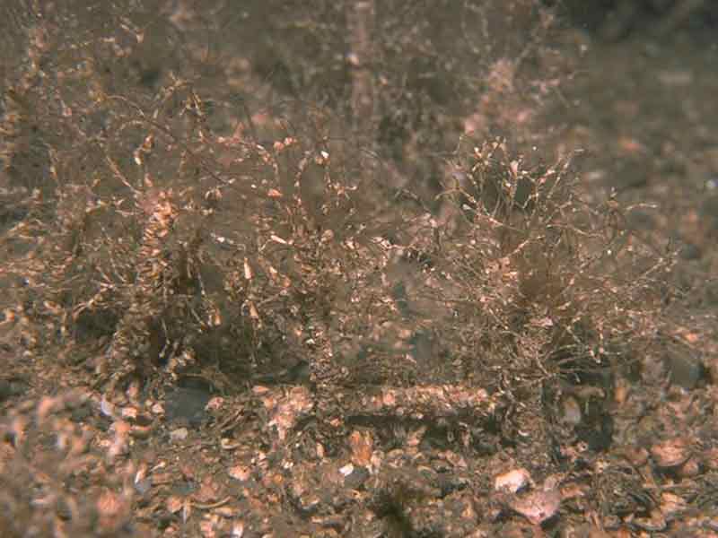 Dense Lanice conchilega and other polychaetes in tide-swept infralittoral sand.