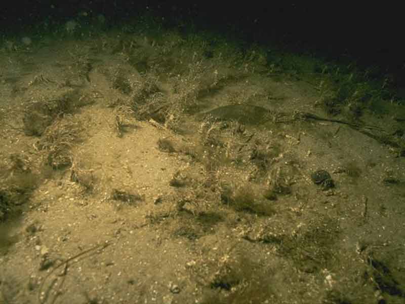 Dense Lanice conchilega and other polychaetes in tide-swept infralittoral sand.