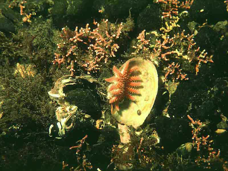 Lithothamnion glaciale nodules amongst pebbles with the sunstar Crossaster papposus, Isle of Lewis.