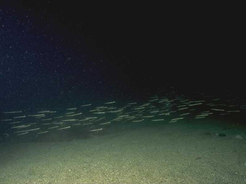 Modal: Sand eel shoal over sandy seabed.