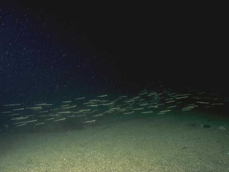 Sand eel shoal over sandy seabed.