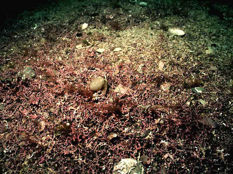 Maerl bed in Loch Gairloch, Highland.