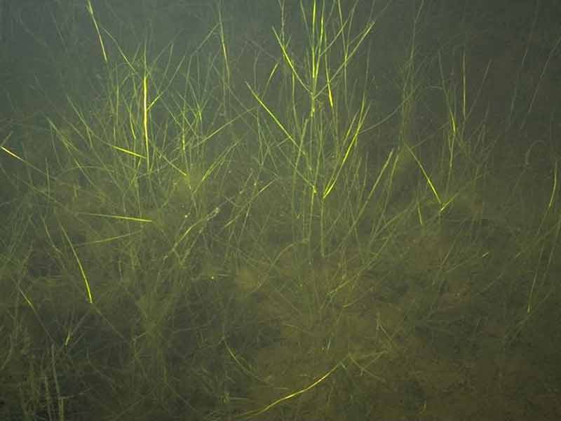 Ruppia maritima in reduced salinity infralittoral muddy sand.