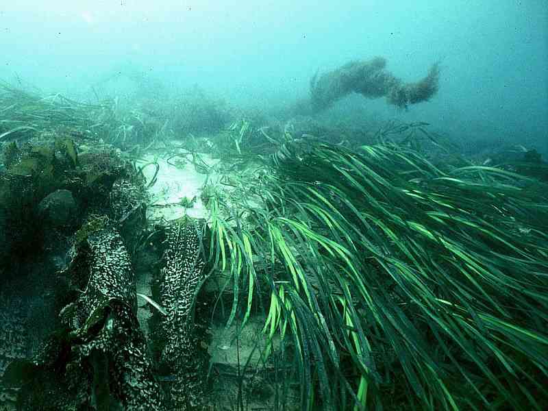 Current swept bed of Zostera marina.