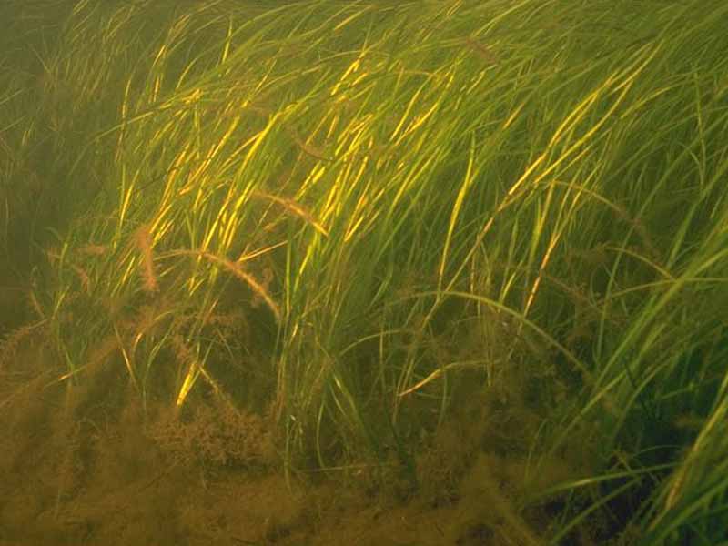 Current swept seagrass bed.