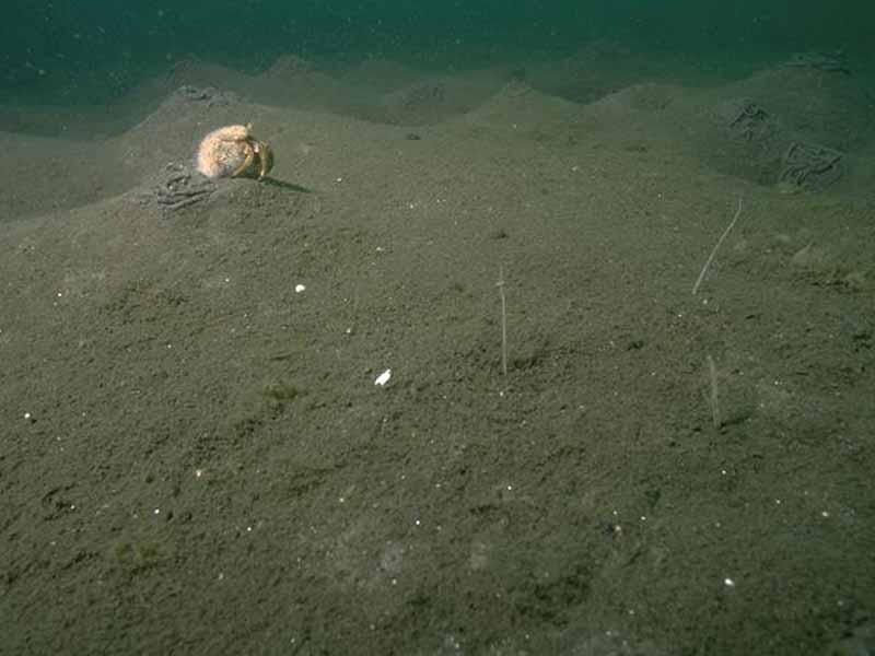 Soft mud with Arenicola marina mounds, brittle star (Amphiura) arms and hermit crab Pagurus bernhardus in background.