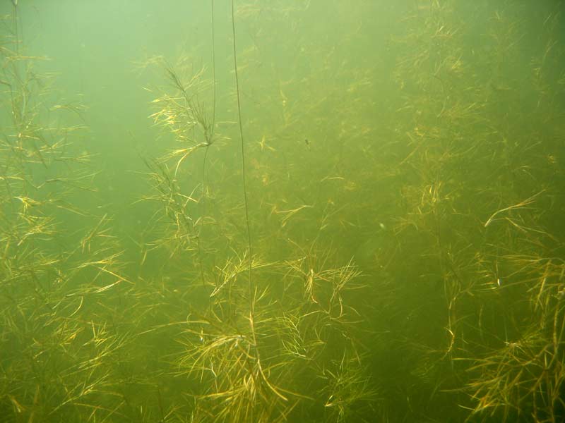 A bed of fennel pondweed Potamogeton pectinatus.