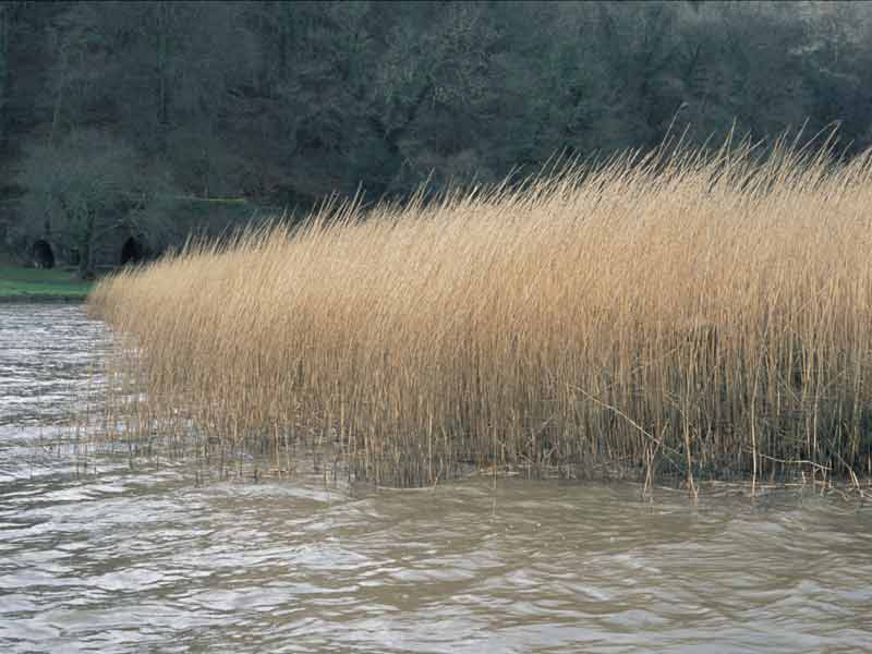 Edge of a Phragmites reed bed in February, Tamar Estuary.