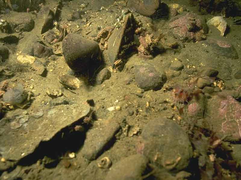 Aggregation of Ocnus planci on broken shell and cobbles.