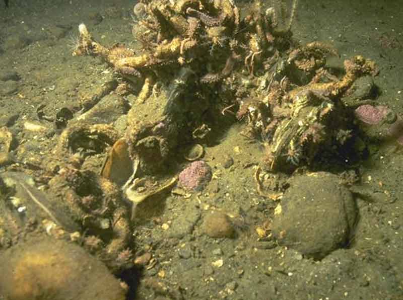 Aggregation of Ocnus planci on broken shell and cobbles.