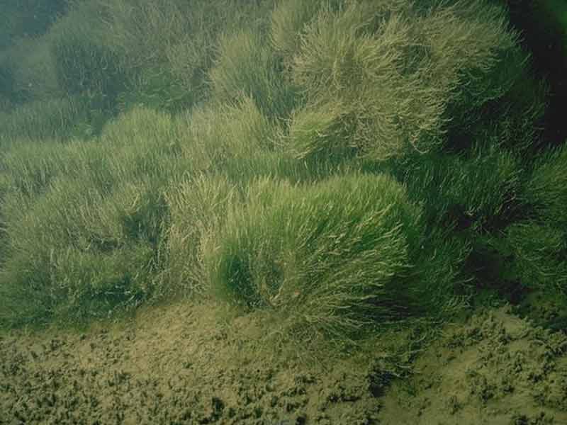 Modal: Tufts of green filamentous algae.