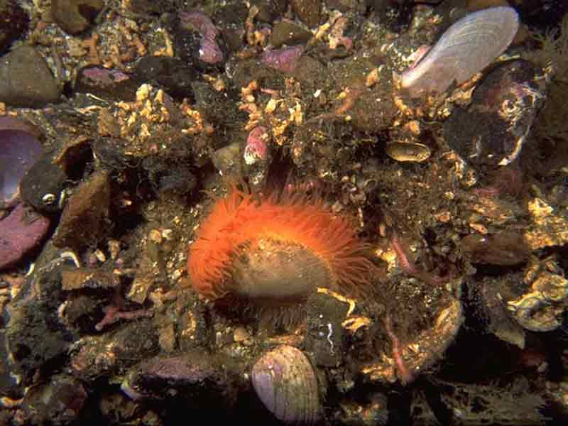 Gaping file shell nest on mixed muddy substratum, with nest opened and Limaria hians exposed.