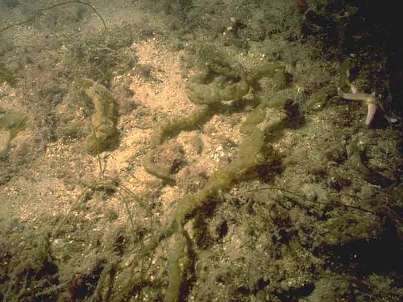 Saccharina latissima, Chorda filum and filamentous red seaweeds on sheltered infralittoral sediment.