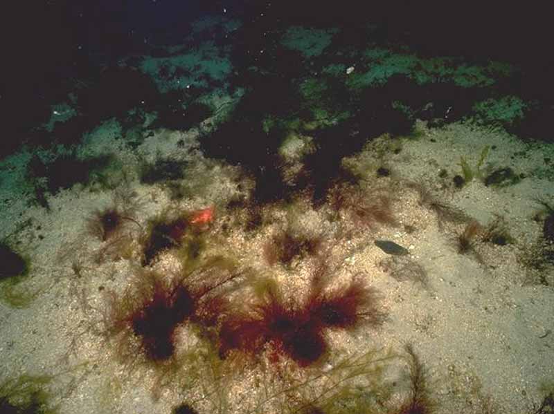 Saccharina latissima, Chorda filum and filamentous red seaweeds on sheltered infralittoral sediment
